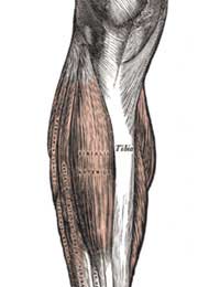 Shin Splints Pain Swelling Exercise