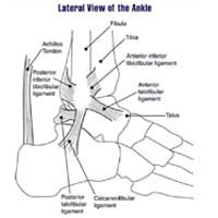 Achilles Tendon; Inflammation; Pain;