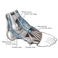 Cavus Feet Neurological Disorder