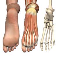 Foot Anatomy; Bones; Joints; Tendons;