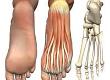 Anatomy of the Foot